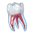 Biểu tượng của chương trình: Dental 3D Illustrations