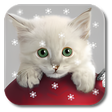 プログラムのアイコン：Xmas Cat Live Wallpaper