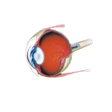 程序图标：Retina LMS
