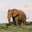 Icoon van programma: Animal Sounds - enjoy sou…