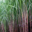 ไอคอนของโปรแกรม: Sugarcane - IPM