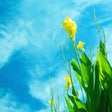 Symbol des Programms: The Spring Wallpaper