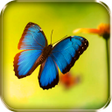 プログラムのアイコン：Butterflies Live Wallpape…