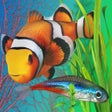 プログラムのアイコン：Fish Farm 2