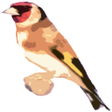 Ikona programu: Free Singing goldfinches