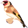 Free Singing goldfinches