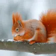 Appp.io - Squirrel Sounds