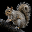 Icon of program: Appp.io - Squirrel Sounds