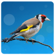Icon of program: European goldfinch song