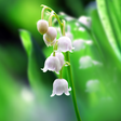程序图标：Lily of The Valley Wallpa…