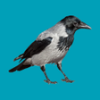 Icon of program: Progressive decoy of crow…