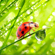Ikona programu: Macro Photos Live Wallpap…