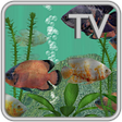 程序图标：Oscar Fish Aquarium TV Li…