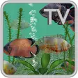 Oscar Fish Aquarium TV Live