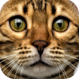 プログラムのアイコン：Cat Sounds
