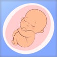 أيقونة البرنامج: Календарь беременности ро…