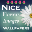 程序图标：Nice Flowers ImagesWallpa…