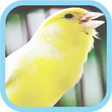 プログラムのアイコン：Masteran Kicau Burung Ken…