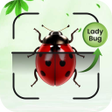 Icoon van programma: Bug Identifier: Bug Finde…