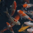 プログラムのアイコン：Real Aquarium Live Wallpa…