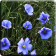 Blue Flowers Live Wallpaper