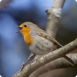 Ikona programu: Birds Of Britain