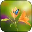 程序图标：Flower Wallpaper for what…