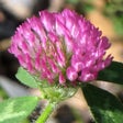 Ikon program: New England Wildflowers