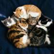 Ikona programu: Cat Soundboard