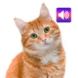 Biểu tượng của chương trình: Cat Soundboard