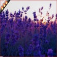 Lavender HD Wallpapers Flower Theme