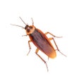Icoon van programma: Bug Plague - Play on Watc…