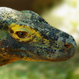 程序图标：Komodo 9 Chess Engine
