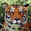 Ikona programu: Tiger Wallpapers