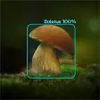 Mushrooms - AI Identifier