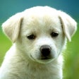 Ikon program: Dog Breeds HD Wallpapers