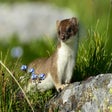Icon of program: Stoat HD Wallpapers New T…