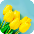 Ikona programu: Tulip Wallpaper HD