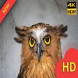 Icon of program: Funny Owl Wallpaper HD