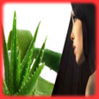 程序图标：Hair Benefits Of Aloe Ver…
