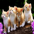 Icon of program: Suara Kucing Terbaru Offl…