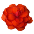Icon of program: Flowery Flowers drawing …