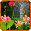 Иконка программы: Lotus Live Wallpapers