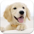 ไอคอนของโปรแกรม: Dog Pairs - Match puppies