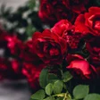 Icoon van programma: Rose Wallpapers