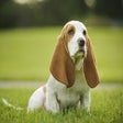 Ícone do programa: My Basset Hound Dog HD Wa…
