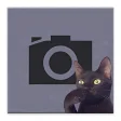 Cat Bomb Camera