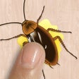 Ícone do programa: Cockroach Smasher