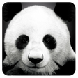 プログラムのアイコン：AnimalPix (HD)