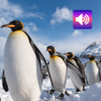 Penguin Sounds icon